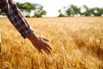 Miehen käsi viljapellon tähkiä koskettaen kuvastaa pohdintaa, miksi mies ei puhu tunteistaan.