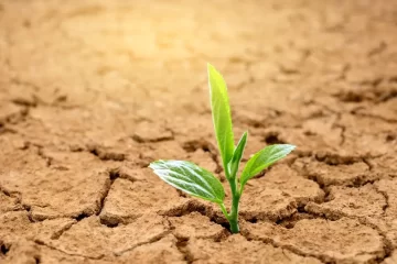 Halkeilevasta maasata nouseva kasvi kuvastaa lapsuuden kehityksellisen trauman vaikutuksia parisuhteessa.